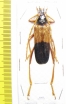 Schmidtiana violaceothoracica, male  Thailand - INSECTS-STORE.RU
