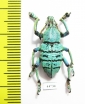 Eupholus geoffroyi  Indonesia, Papua - INSECTS-STORE.RU