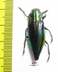 Cyphogastra calepyga  Indonesia, Kei isl. - INSECTS-STORE.RU