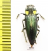 Cyphogastra lansbergei  Indonesia, Adonara isl. - INSECTS-STORE.RU