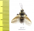 Diptera sp.  Philippines - INSECTS-STORE.RU