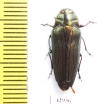 Belionota fulgidicollis  Indonesia, Papua - INSECTS-STORE.RU