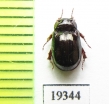 Hybosoridae sp.  Laos - INSECTS-STORE.RU