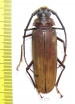 Orthomegas cinnamomeus  Peru  60mm - INSECTS-STORE.RU