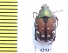 Protaetia tenuivestis  Indonesia, Sulawesi - INSECTS-STORE.RU