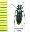 Agapanthia ? violacea  Kazakhstan - INSECTS-STORE.RU