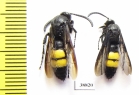 Scoliidae sp.  Russia, Astrakhan reg. - INSECTS-STORE.RU
