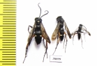 Hymenoptera sp.  Russia, Astrakhan reg. - INSECTS-STORE.RU