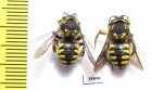 Hymenoptera sp.  Russia, Astrakhan reg. - INSECTS-STORE.RU