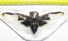 Homoptera sp.  Thailand - INSECTS-STORE.RU