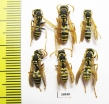 Hymenoptera sp.  Russia, Astrakhan reg. - INSECTS-STORE.RU