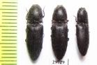 Elateridae sp.  Iran, Fars prov. - INSECTS-STORE.RU