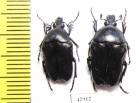 Cosmiomorpha setulosa cribellata, pair  Vietnam - INSECTS-STORE.RU
