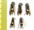 Hymenoptera sp.  Russia, Astrakhan reg. - INSECTS-STORE.RU