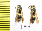 Hymenoptera sp.  Russia, Astrakhan reg. - INSECTS-STORE.RU
