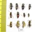 Hymenoptera sp.  Russia, Astrakhan reg. - INSECTS-STORE.RU