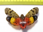 Penthicodes variegata  Thailand - INSECTS-STORE.RU