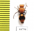 Mutillidae sp.  Madagascar - INSECTS-STORE.RU