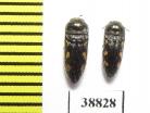 Acmaeodera bipunctata  Turkey - INSECTS-STORE.RU