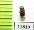 Turanella latevittis  Uzbekistan - INSECTS-STORE.RU