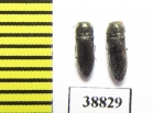 Acmaeodera truquii  Turkey - INSECTS-STORE.RU