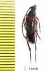 Pedostrangalia emmipoda  Turkey - INSECTS-STORE.RU