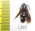Scoliidae sp.  Turkey - INSECTS-STORE.RU