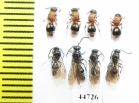 Mutillidae sp., pair  Russia, Tver reg. - INSECTS-STORE.RU