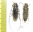 Agapanthia lateralis, pair  Turkey - INSECTS-STORE.RU