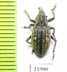 Lepyrus nordenskioldi  Russia, Taimyr - INSECTS-STORE.RU