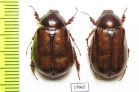 Madotrogus kirgisicus, female  Kazakhstan - INSECTS-STORE.RU