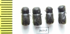 Bostrichidae sp.  Thailand - INSECTS-STORE.RU