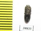 Acmaeodera farinosa  Turkey - INSECTS-STORE.RU
