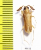 Microarthron komarowi, male  Uzbekistan - INSECTS-STORE.RU