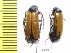 Zonitis sp.  Turkey - INSECTS-STORE.RU
