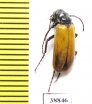 Zonitis sp.  Turkey - INSECTS-STORE.RU