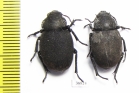 Pachyscelis villosa  Turkey - INSECTS-STORE.RU