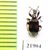 Attelabidae sp.  Indonesia, Sumatra - INSECTS-STORE.RU