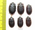 Peltis grossa  Russia, Tver reg. - INSECTS-STORE.RU