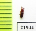 Salpingidae sp.  Indonesia, Sumatra - INSECTS-STORE.RU
