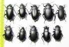 Blaps lethifera, pair  Russia, Astrakhan reg. - INSECTS-STORE.RU