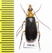 Zonitoshema sp.  Solomon isl. - INSECTS-STORE.RU