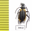 Meloidae sp.  Chile - INSECTS-STORE.RU