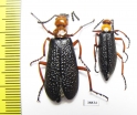 Lytta magister  USA - INSECTS-STORE.RU