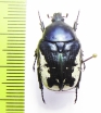 Protaetia trojana ? godeti  Turkey, Van prov. - INSECTS-STORE.RU