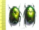 Ischiopsopha ritsemae celebensis, pair  Indonesia, Peleng isl. - INSECTS-STORE.RU