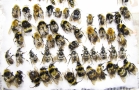 Bombus sp.  Russia, Tver reg. - INSECTS-STORE.RU