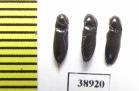Ampedus nigrinus  Russia, Tver reg. - INSECTS-STORE.RU