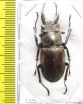 Lucanus planeti  Vietnam 43mm - INSECTS-STORE.RU