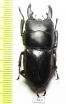 Dorcus sp.  Indonesia, Java - INSECTS-STORE.RU